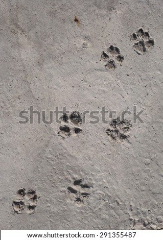 Dog Footprint on Cement Floor