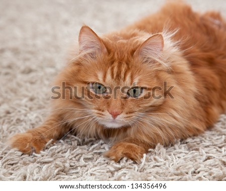 playful red fluffy cat lying on a carpet