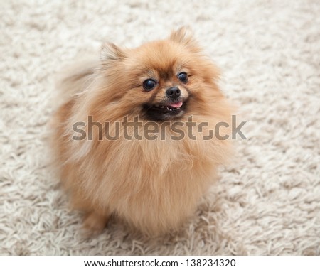 cute Pomeranian dog sitting on carpet and looking up