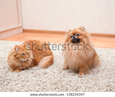 Pomeranian Dog And Cat Sitting On The Carpet