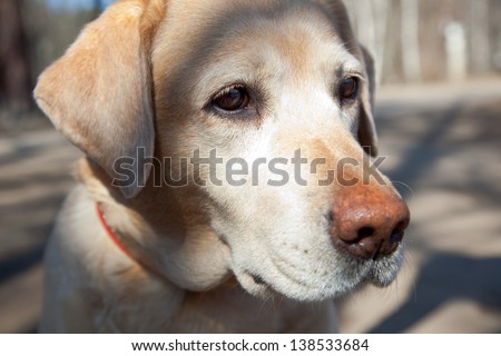 portrait of a dog labrador with big nose looking forward