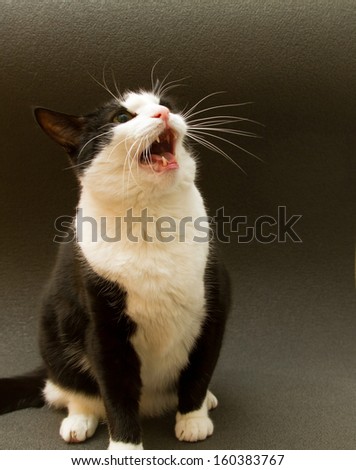 black and white cat on a dark background screaming in panic