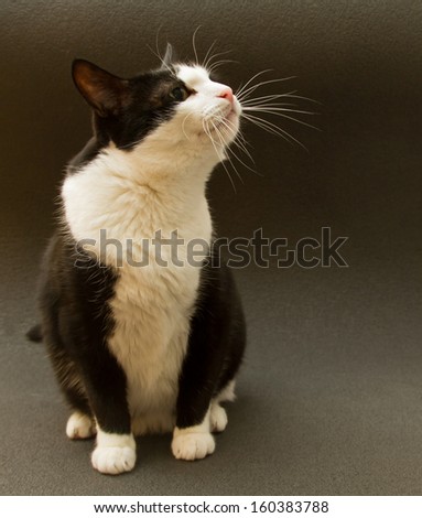black and white cat on a dark background in profile