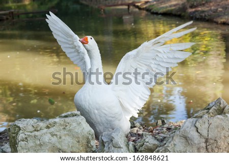 goose spread its wings in soft focus in the background of the pond