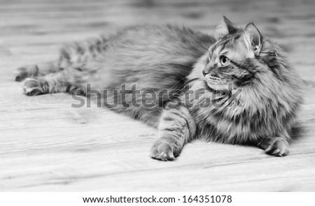 cat lying on the floor in profile, black and white