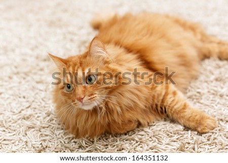 fluffy red cat lies on the beige carpet