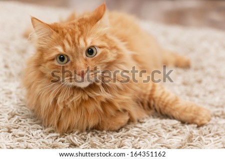 fluffy cat lies on the beige carpet