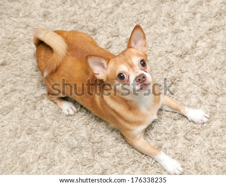 Chihuahua hua dog sits on the carpet indoors