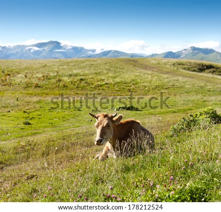 cow on the background of green meadows and beautiful mountains