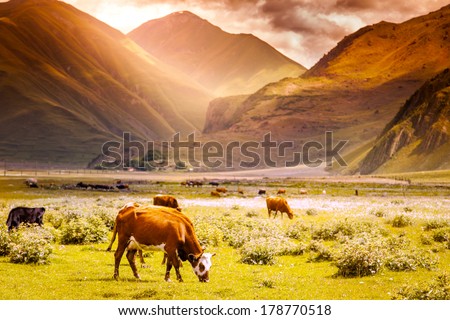 herd of cows grazing on a background of mountain scenery at sunset herd of cows grazing on a background of mountain scenery at sunset