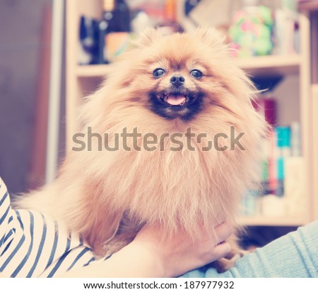 funny fluffy Pomeranian sits on hands at the mistress, with instagram effect