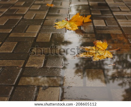 yellow autumn leaves in a puddle.