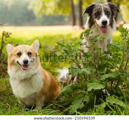 Two cute dogs in the park. We\'re friends forever. Welsh Corgi and the Border Collie.