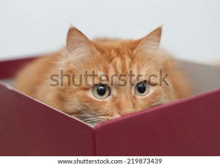 funny cat in box