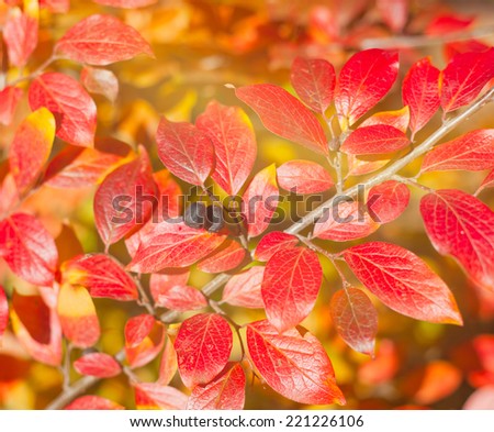 bright red leaves in soft focus, autumn background, very shallow focus