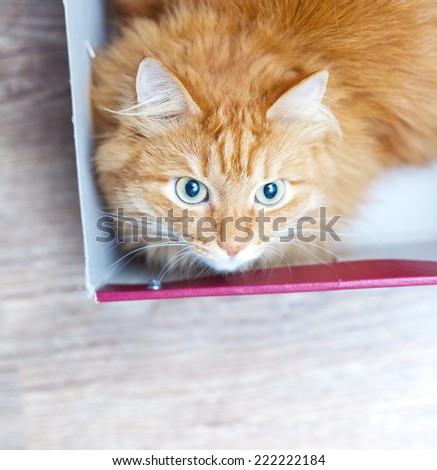 fluffy red funny cat in box