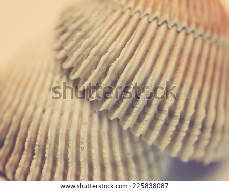 seashell texture, close-up with selective focus and toning Retro