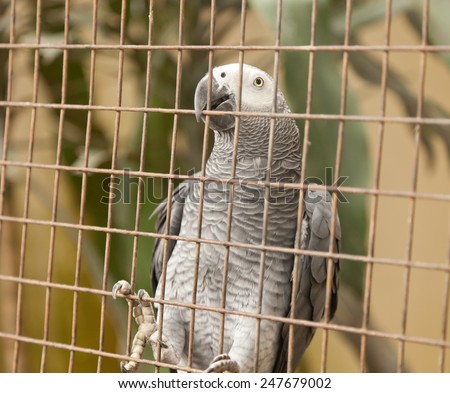 gray parrot in a cage