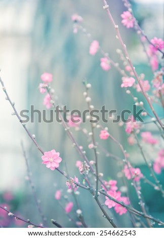 delicate pink flowers on a tree, color toning