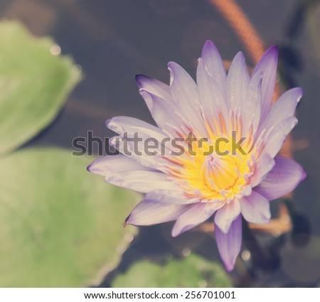 lotus flower on the water, image with retro toning
