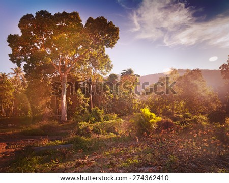 Bright forest in the canyon at sunset. Beautiful landscape
