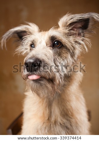 Portrait of a funny brown and fluffy dog, studio shot