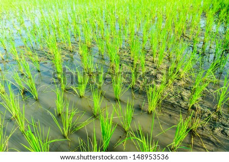 Rice seedlings in the field.