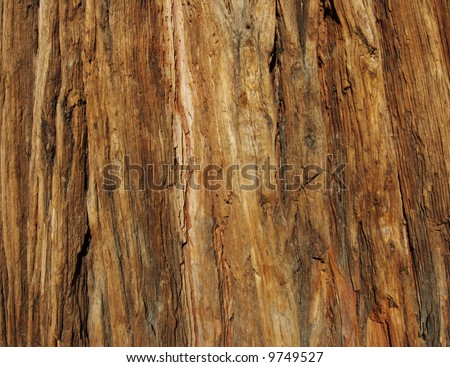 Cedar Bark