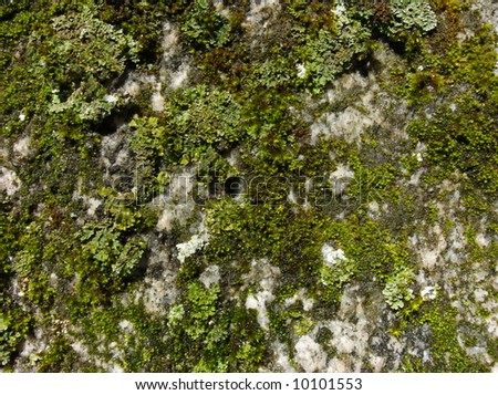 lichen and moss on granite rock