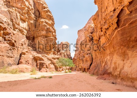 beautiful scenic view of canyon in wadi rum with tree in the middle, Wadi Rum, Jordan, Middle East