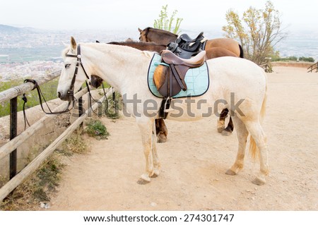 horses tied on wooden rail in trail horse mountain with city landscape on the background