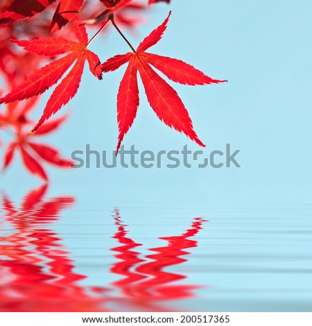 Red japanese maple leaves, water reflections
