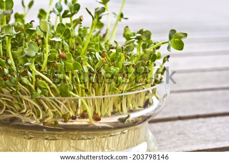 Sprouting seeds of alfalfa in the germination dish