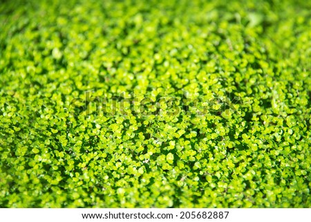 Irish moss Soleirolia