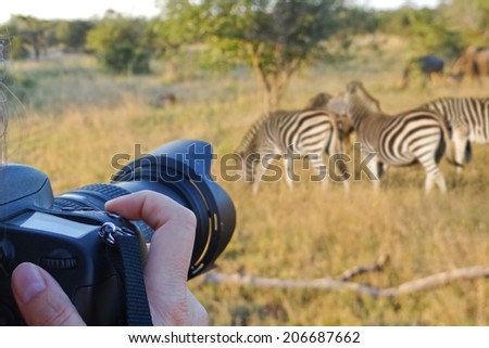 Photographing wildlife, South Africa