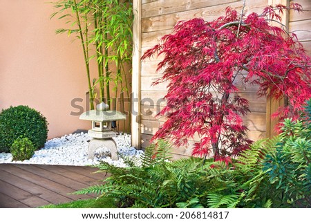 Red japanese maple tree in a zen garden
