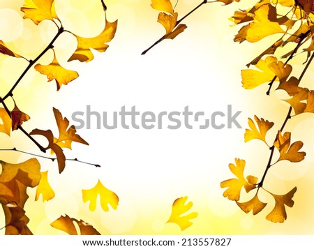 Autumnal background with ginkgo biloba leaves on white background