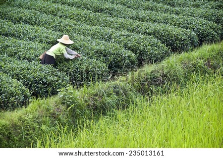 Farmer working in a tea field, Guangxi, China