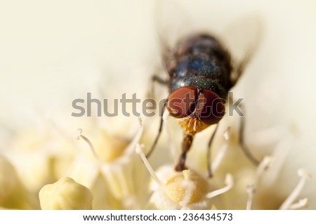Macro of a hover fly gathering nectar on a white flower