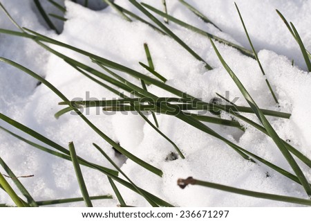 Close up of blades of grass under the snow in winter
