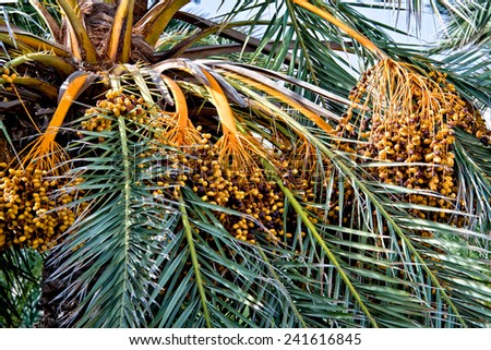 Fresh dates on a date palm tree