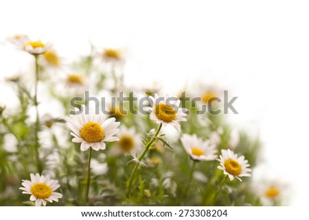 Close up on daisies, white background