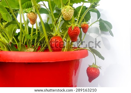 Red pot of strawberry plant on white background