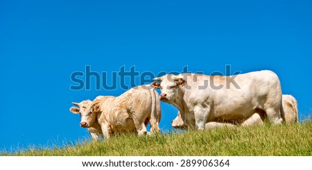 Panorama of white cows on a hill, blue sky background