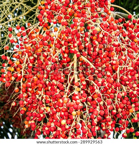Close up of the red fruits of the peach palm tree (Bactris gasipaes)