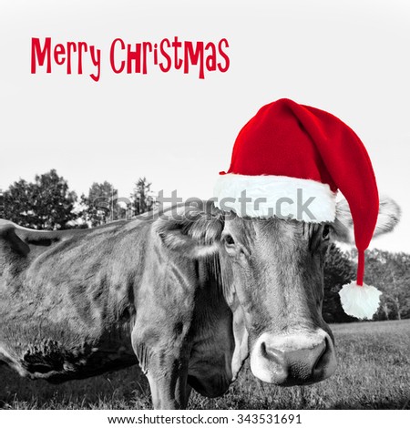 Red Christmas hat on a black and white cow, merry christmas greeting card
