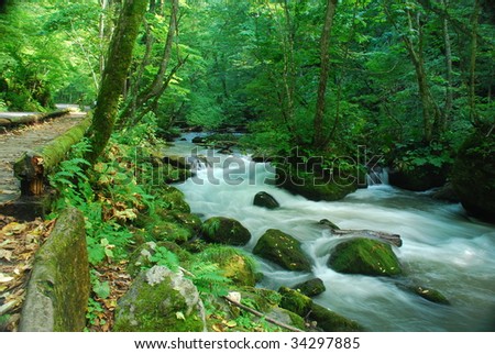 Spring Stream in Deep Forest with walking path aside