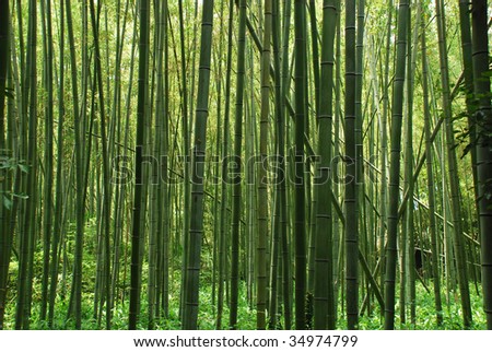 Zen bamboo forest