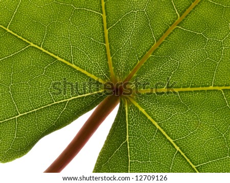 Close up leaf of maple on white background
