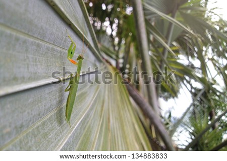 Green Praying Mantis Insect (Mantises, Mantes)